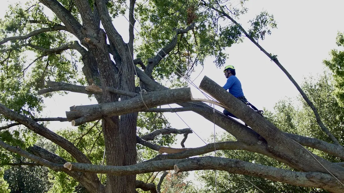 Professional Hazardous Tree Removal performed by certified arborists in Cherryville
